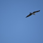 Ron-March-021.jpg