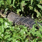 Ron-March-022.jpg