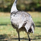 Ron-March-027.jpg