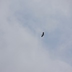 Pat-April-045.jpg