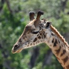 Ron-May-017.jpg