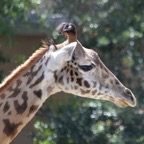 Ron-May-018.jpg