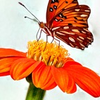 Susan-WPD-001.jpg