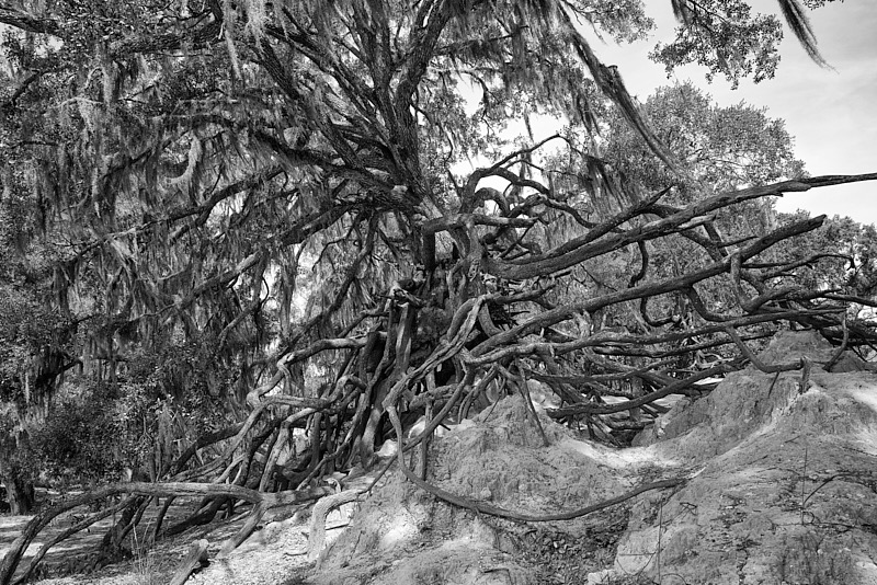 David-May-009-BW.jpg