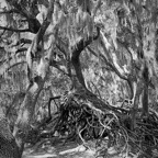 Pat-May-007-BW.jpg