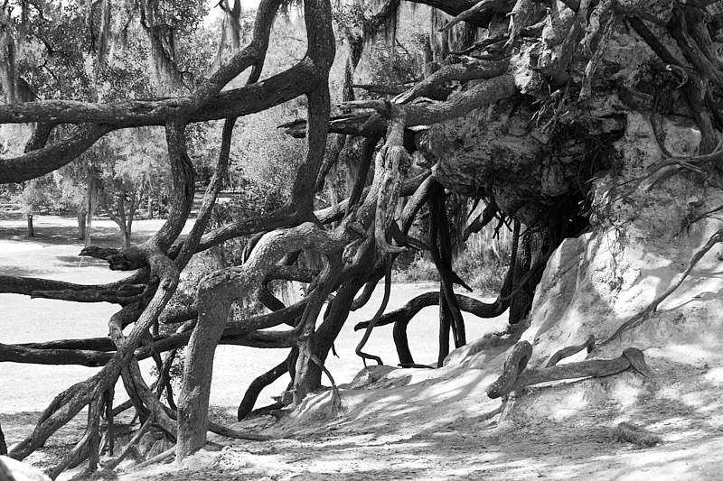 Pat-May-016-BW.jpg