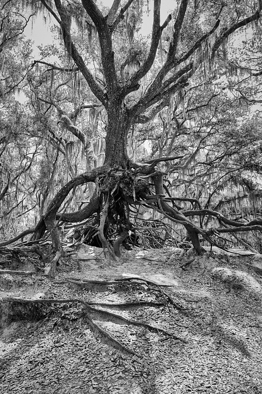 Pat-May-031-BW.jpg