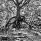 Pat-May-031-BW.jpg