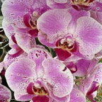 Pat-June-021.jpg